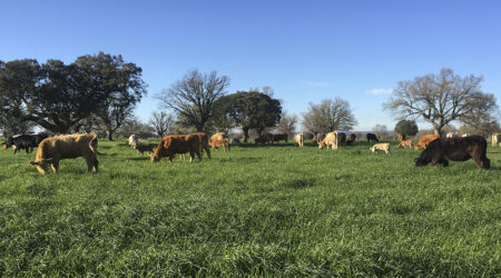 Vacas y terneros pastando en extensivo