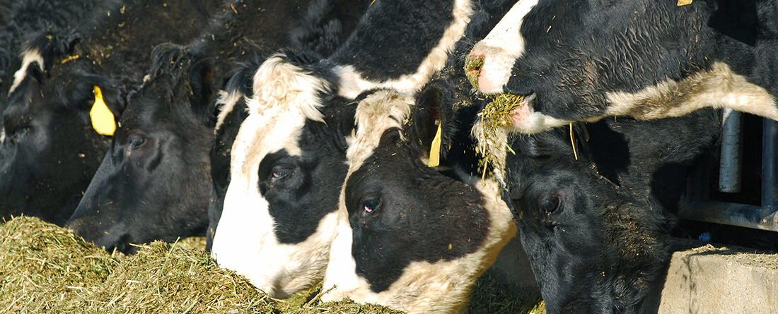 Vacas de leche comiendo forraje