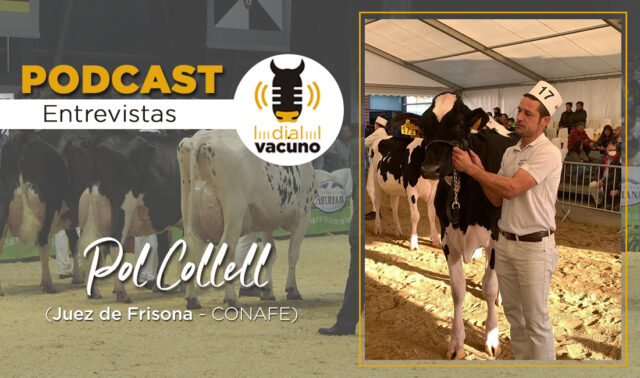Concurso de vacas Frisonas y el juez Pol Collell