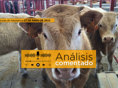 Terneros para vender en el mercado y lonja de Salamanca 27 junio 2022