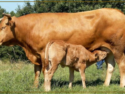 Vaca y ternero raza Rubia Gallega