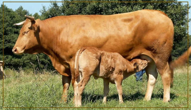 Vaca y ternero raza Rubia Gallega