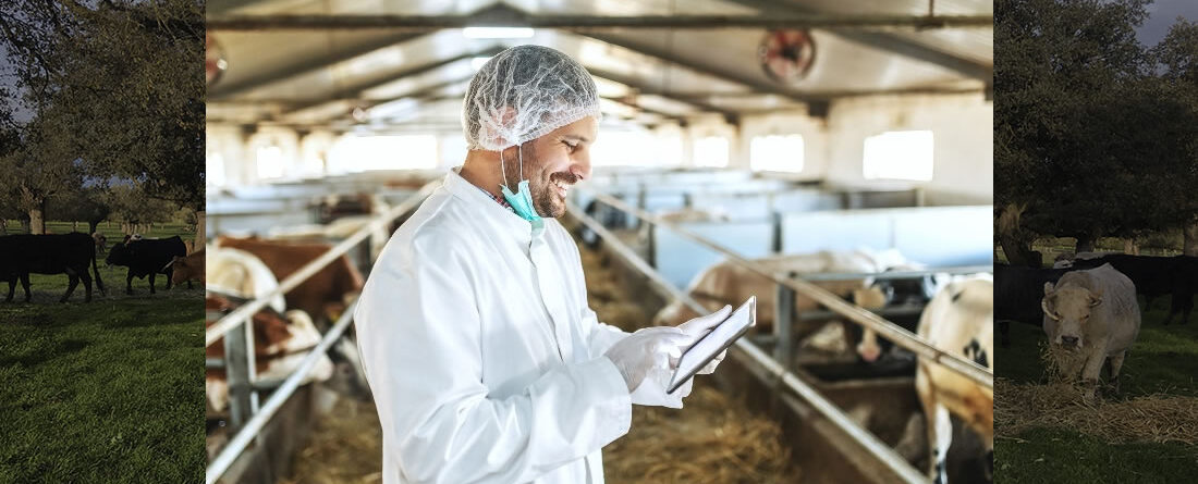 Veterinario en granja de vacas