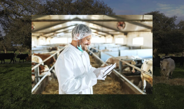 Veterinario en granja de vacas