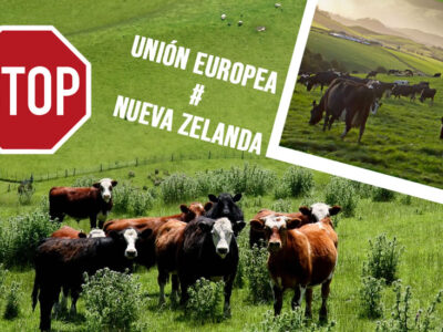 Vacas de carne en Nueva Zelanda