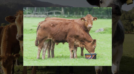 Vacas raza Limusín de engorde comiendo