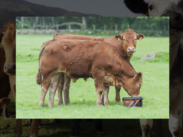 Vacas raza Limusín de engorde comiendo
