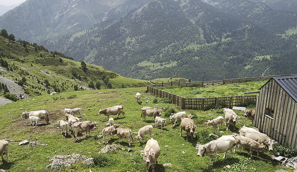 Vacas con collar de geolocalización en los pirineos
