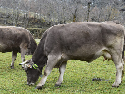 Vacas con collar de geolocalización en los pirineos