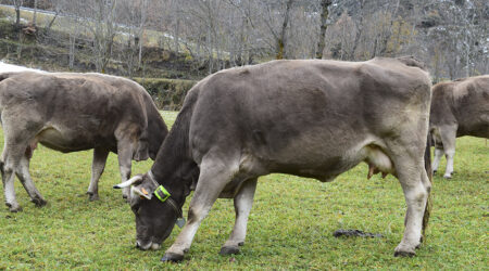 Vacas con collar de geolocalización en los pirineos