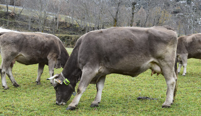 Vacas con collar de geolocalización en los pirineos