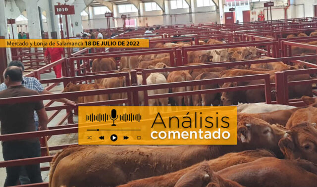 mercado de salamanca con terneros 18 julio 2022
