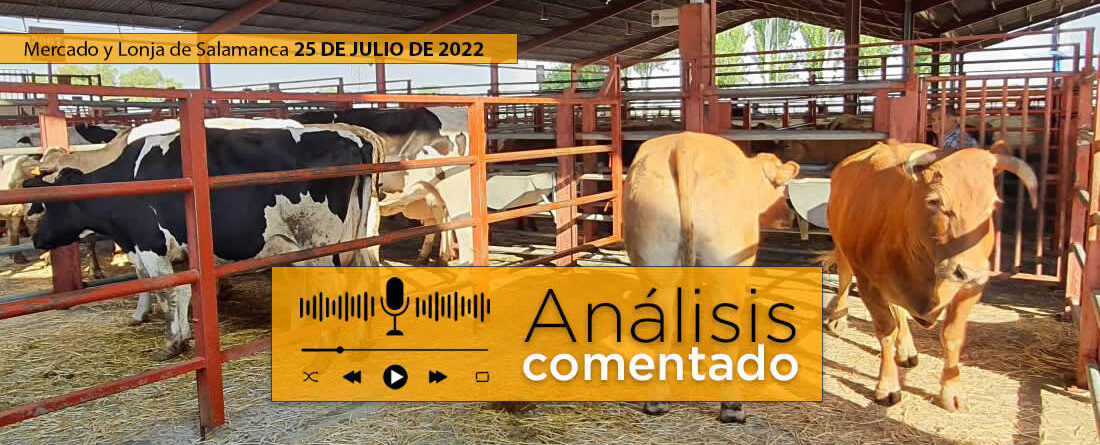 Vacas y terneros mercado Salamanca 25 julio 2022