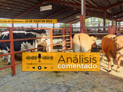 Vacas y terneros mercado Salamanca 25 julio 2022
