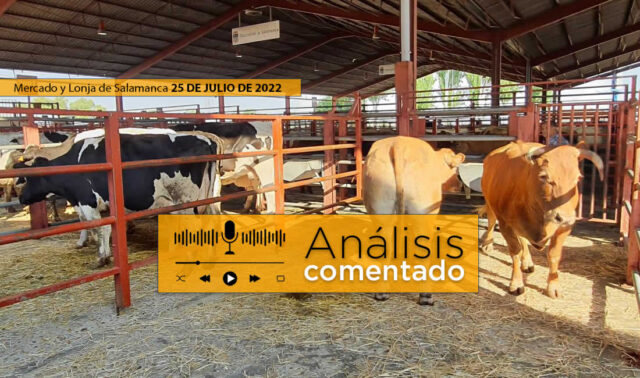 Vacas y terneros mercado Salamanca 25 julio 2022