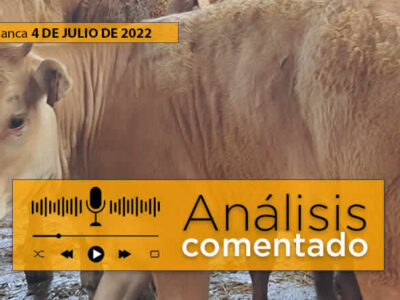 Terneros mercado y lonja de Salamanca 4 Julio 2022