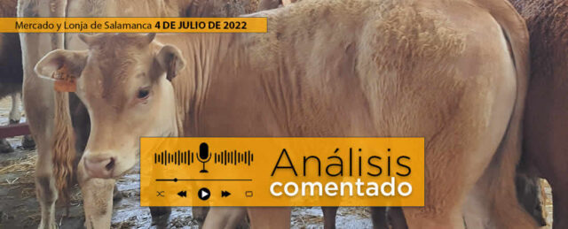 Terneros mercado y lonja de Salamanca 4 Julio 2022