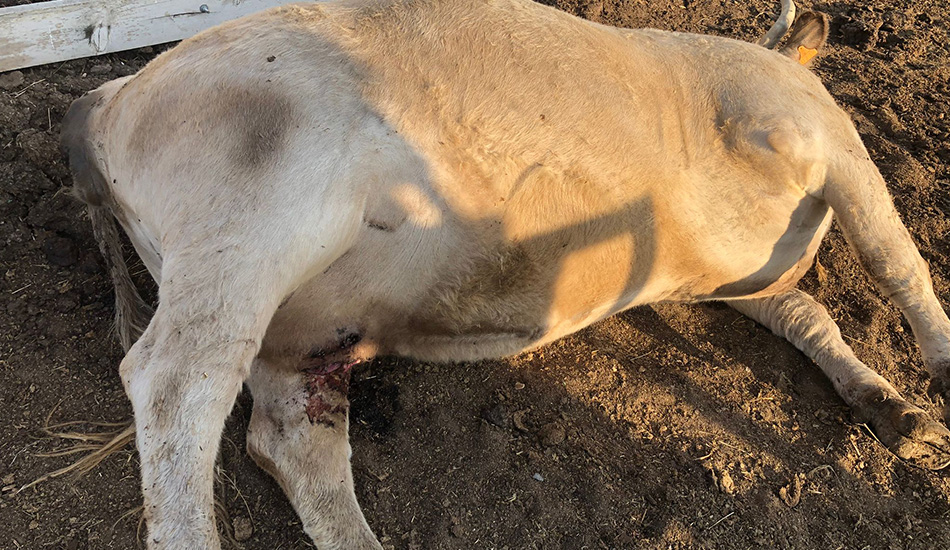 Vaca muerta atacada por un meloncillo
