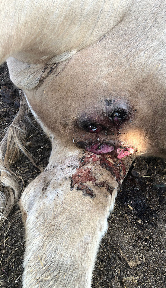Vaca muerta atacada por un meloncillo