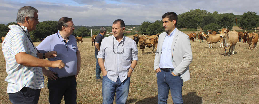 Gabriel Alén con vacas del centro de recursos zoogenéticos de Galicia