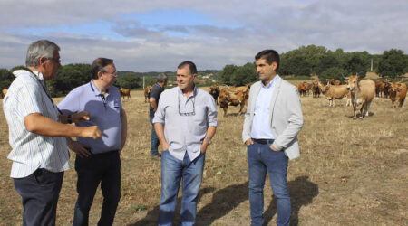 Gabriel Alén con vacas del centro de recursos zoogenéticos de Galicia