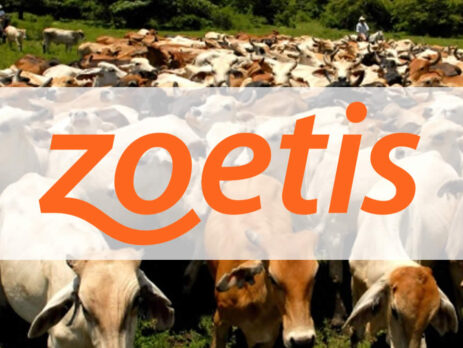 Ganaedría de vacuno del Líbano y logo Zoetis