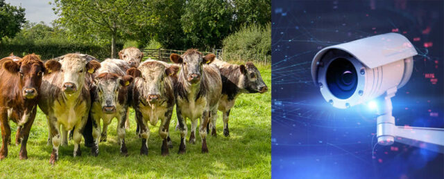 Terneros y cámara de videovigilancia
