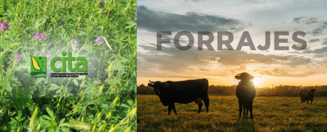 Forrajes y vacas de cebo en campo