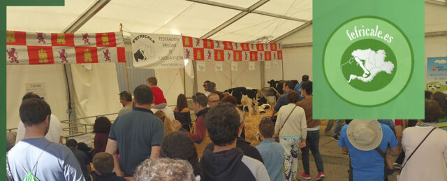 Frisona de Castilla y León en Salamaq