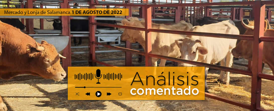 Vacas y terneros mercado Salamanca 1 Agosto 2022