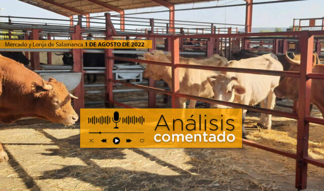 Vacas y terneros mercado Salamanca 1 Agosto 2022