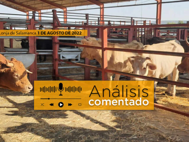 Vacas y terneros mercado Salamanca 1 Agosto 2022