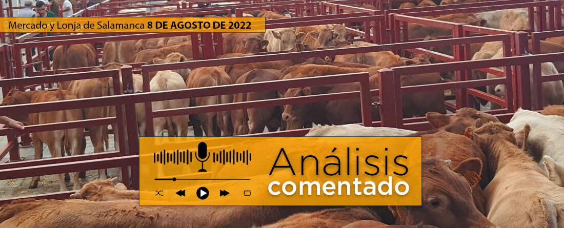 Mercado de Salamanca 8 agosto 2022, con terneros, vacas y toros en venta