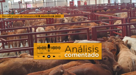 Mercado de Salamanca 8 agosto 2022, con terneros, vacas y toros en venta