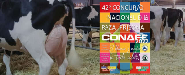 Vacas en el Concurso Nacional de Frisona