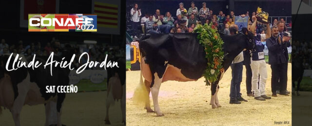 Llinde Ariel Jordan la vaca Gran Campeona 2022