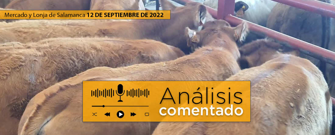 Terneros en el mercado de Salamanca 12 septiembre 2022