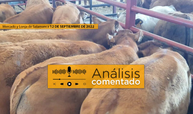 Terneros en el mercado de Salamanca 12 septiembre 2022