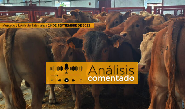 Terneros mercado Salamanca 26 septiembre 2022