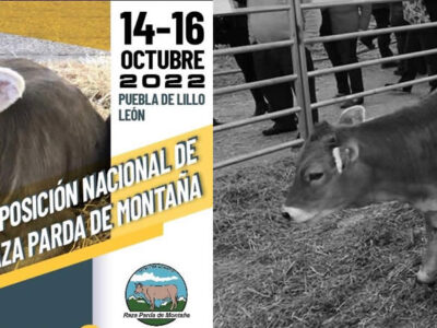 Vacas raza Parda de Montaña