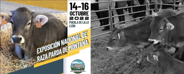 Vacas raza Parda de Montaña