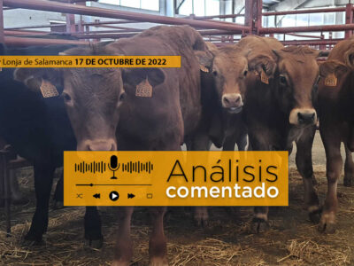 Terneros en el mercado de Salamanca 17 octubre 2022
