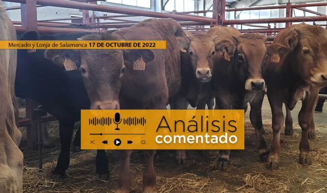Terneros en el mercado de Salamanca 17 octubre 2022