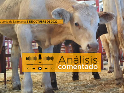 Terneros en el mercado de Salamanca 3 octubre de 2022