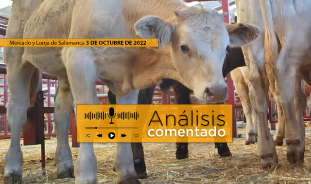 Terneros en el mercado de Salamanca 3 octubre de 2022