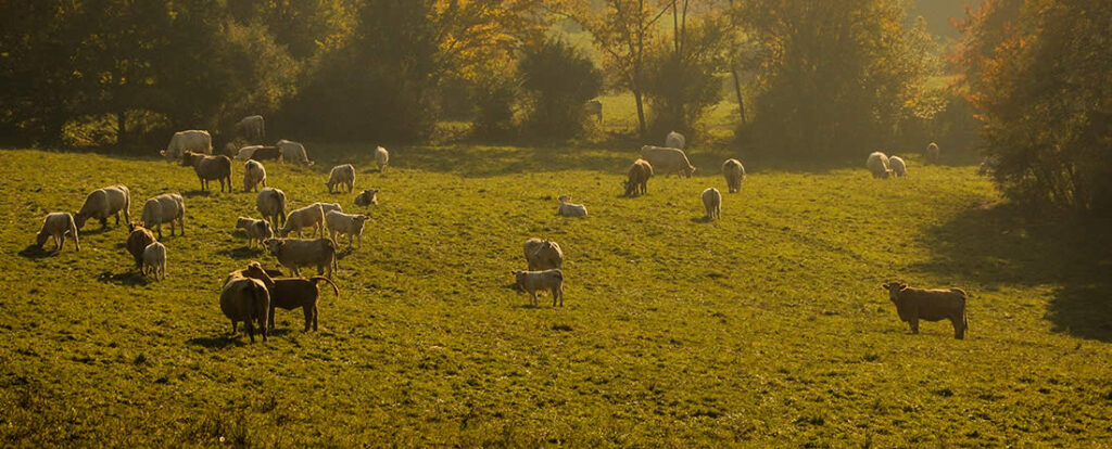 Vacas pastando en el campo