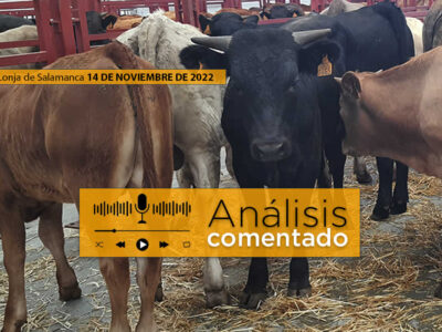 Terneros en el mercado de Salamanca 14 noviembre 2022