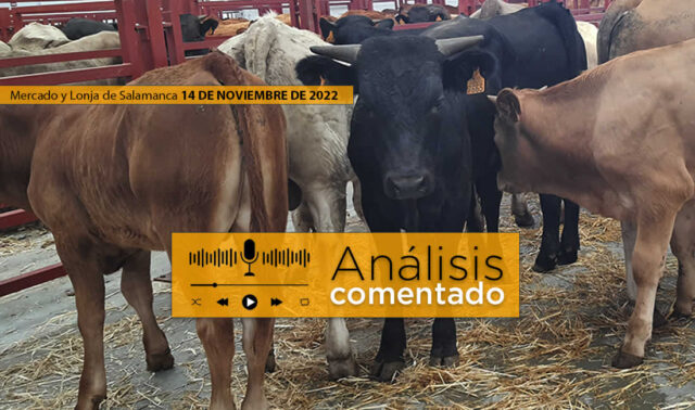 Terneros en el mercado de Salamanca 14 noviembre 2022