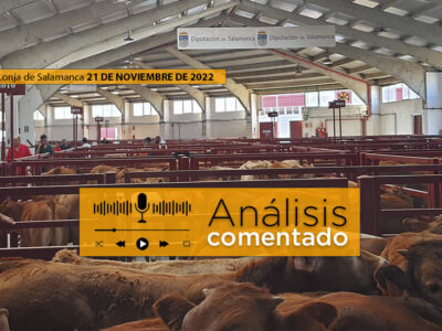 Tratantes y terneros en el mercado de Salamanca