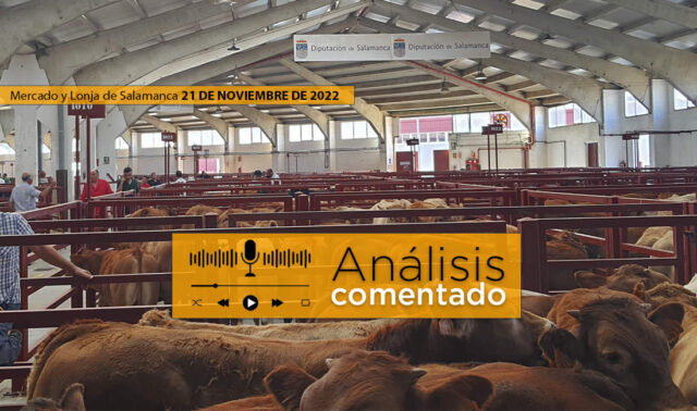 Tratantes y terneros en el mercado de Salamanca